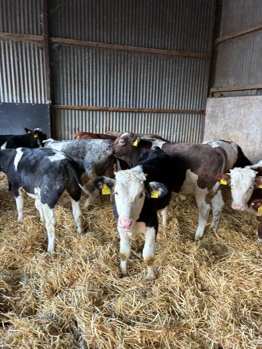 Bulls - Image 2