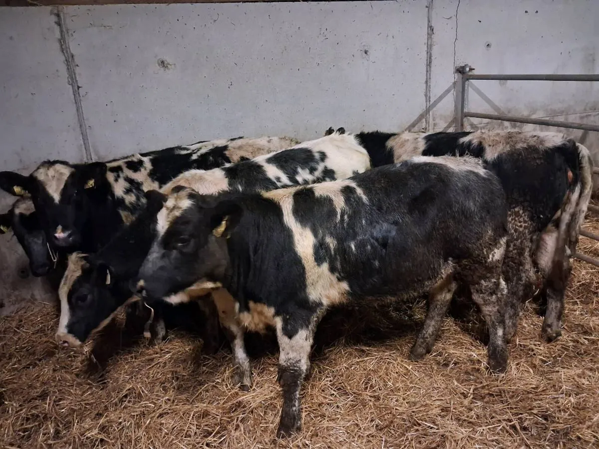 6 BELGIAN BLUE HEIFERS - Image 1