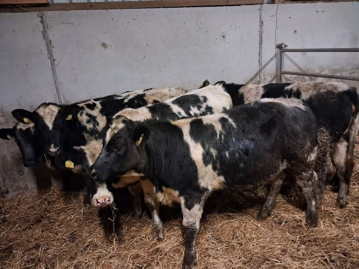 6 BELGIAN BLUE HEIFERS - Image 3