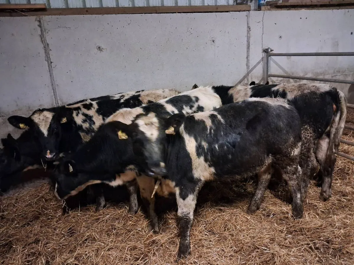 6 BELGIAN BLUE HEIFERS - Image 4