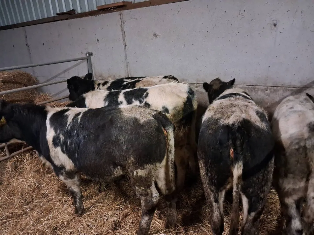 6 BELGIAN BLUE HEIFERS - Image 2