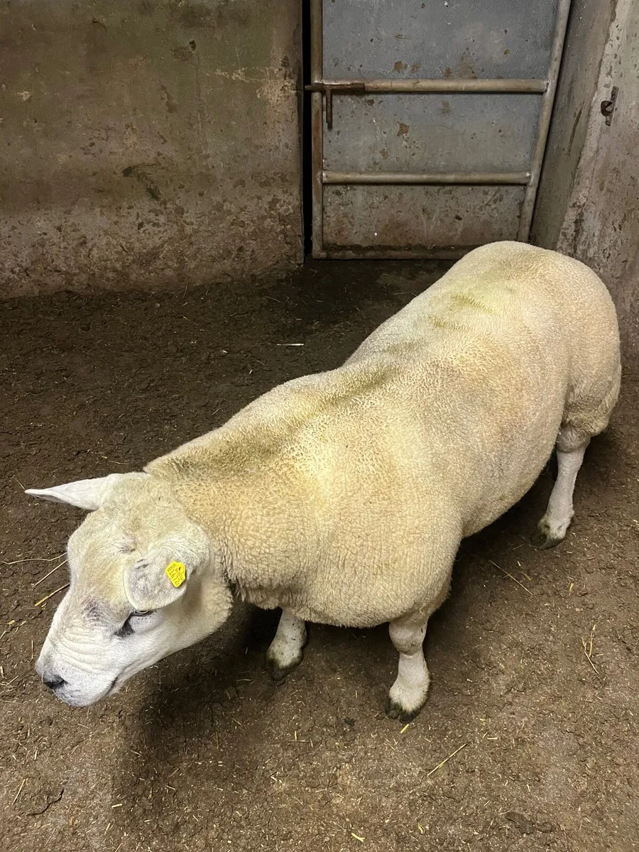 🔹Outstanding hogget  sis aproved Texel ram🔹 - Image 3
