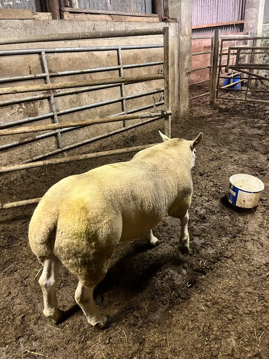 🔹Outstanding hogget  sis aproved Texel ram🔹 - Image 2