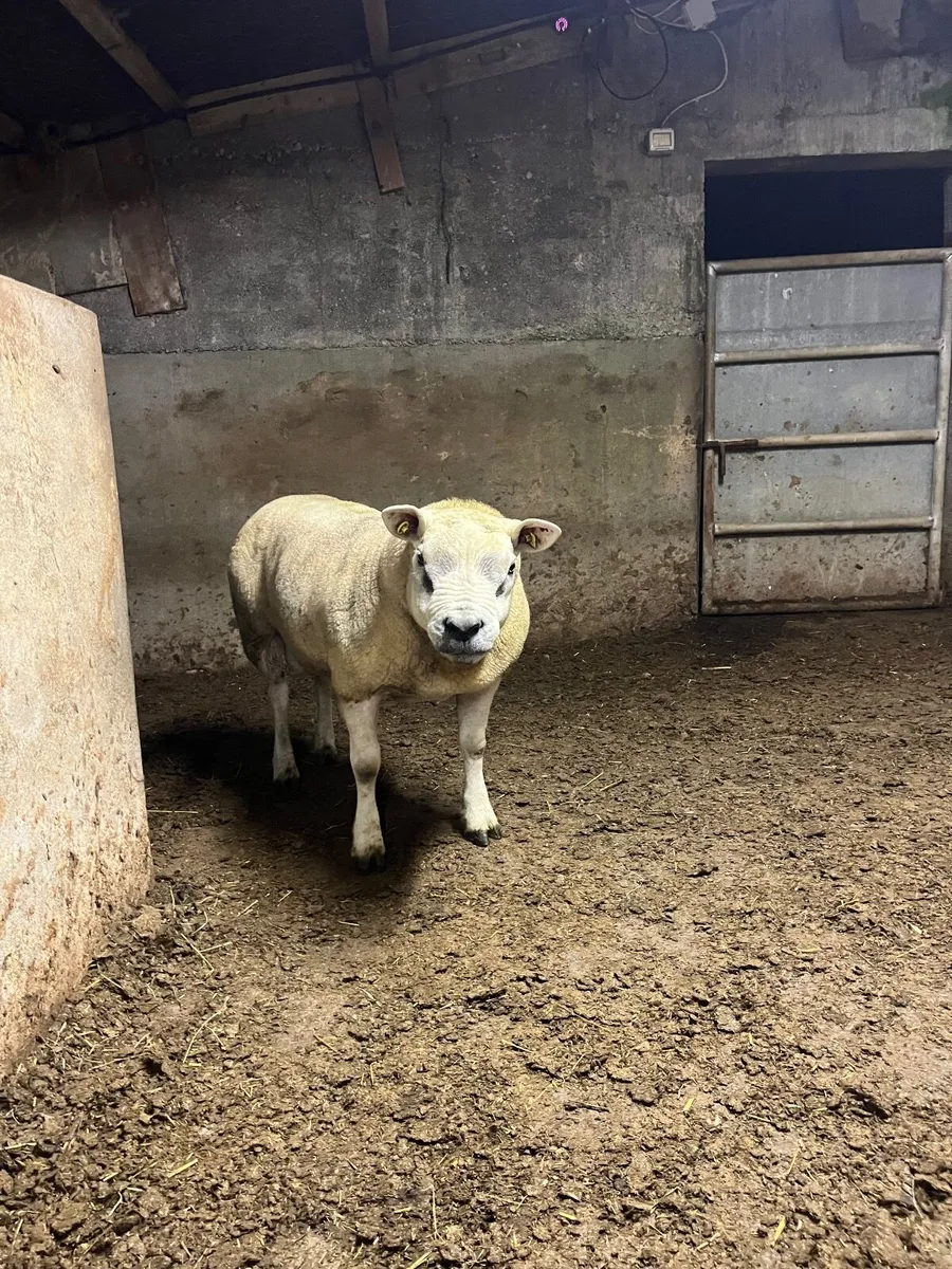 🔹Outstanding hogget  sis aproved Texel ram🔹 - Image 1