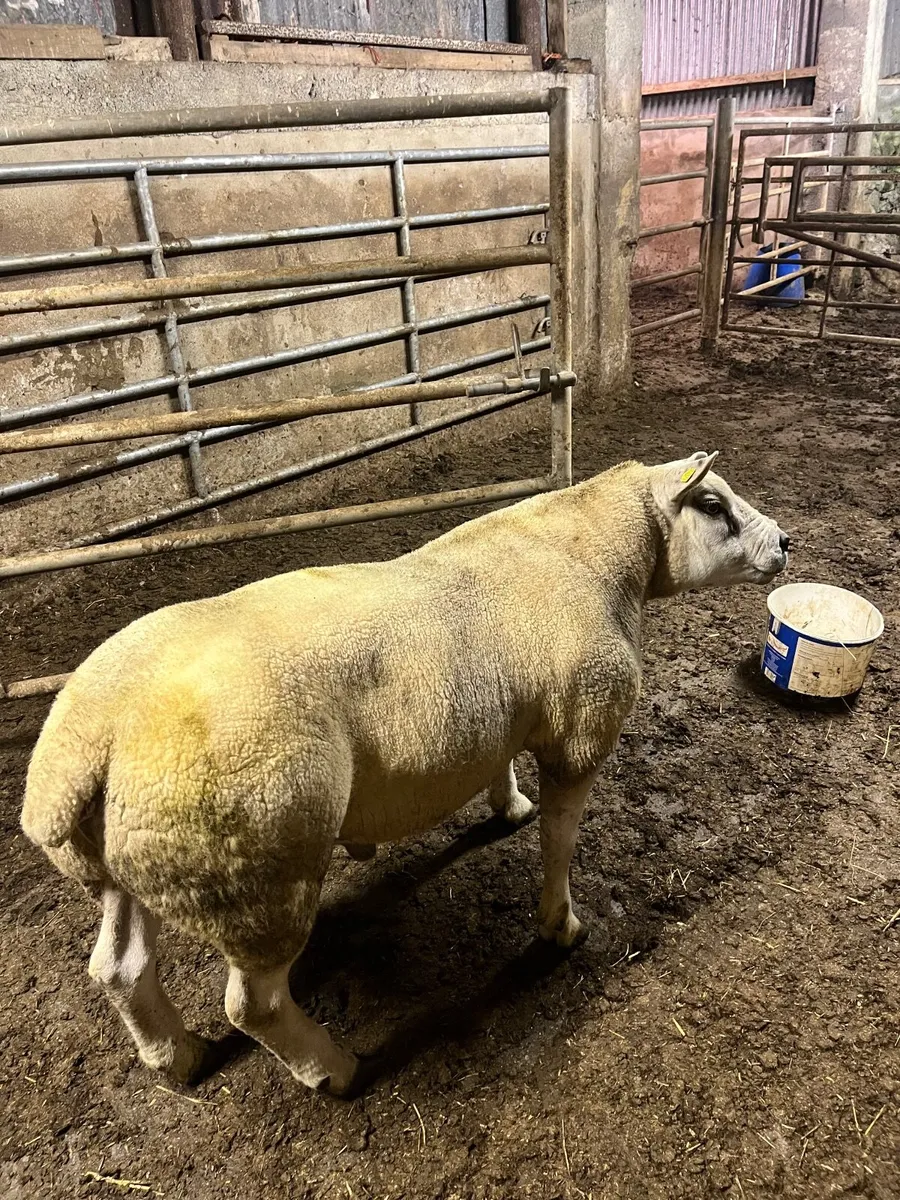 🔹Outstanding hogget  sis aproved Texel ram🔹 - Image 4