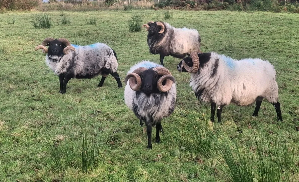 Mayo blackface rams - Image 3