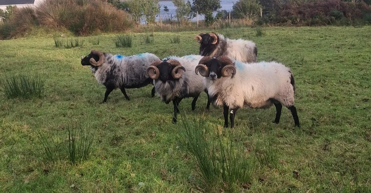 Mayo blackface rams - Image 1