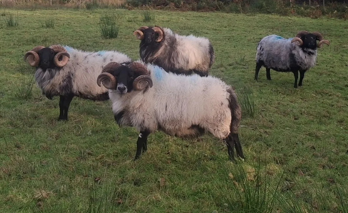 Mayo blackface rams - Image 2