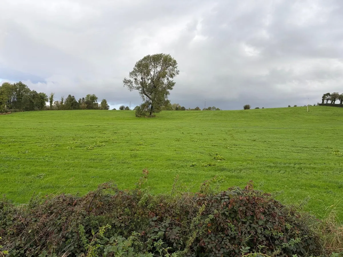 Land for sheep