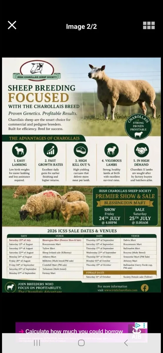 ⭐️Charollais Ram Sale Ballinasloe ⭐️ 15th October - Image 2