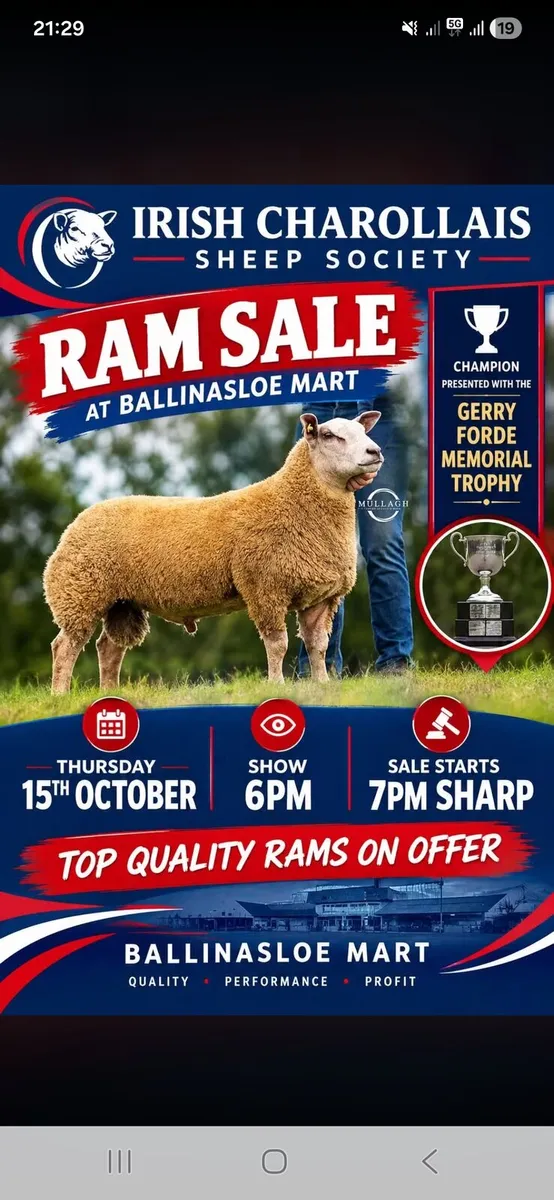 ⭐️Charollais Ram Sale Ballinasloe ⭐️ 15th October - Image 1