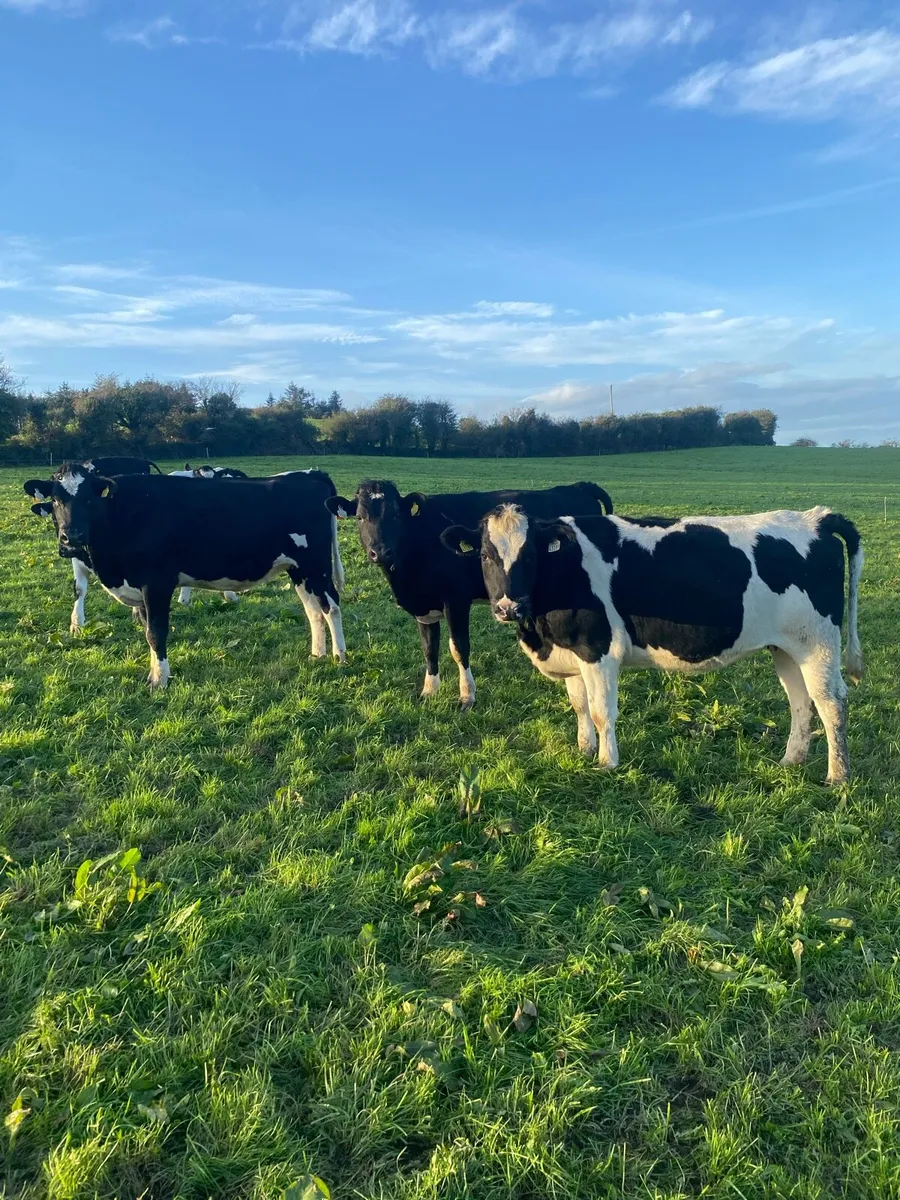 15 High EBI Incalf Fr Heifers