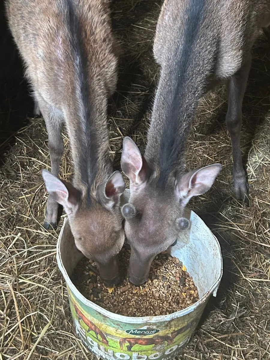 2 Sika Deer For Sale - Image 1