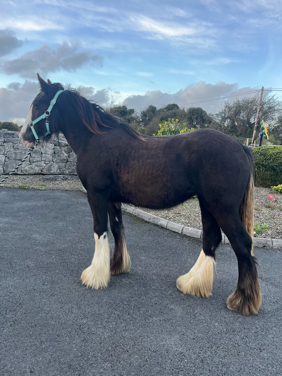 Heavy cob filly to make 15.3 - Image 4