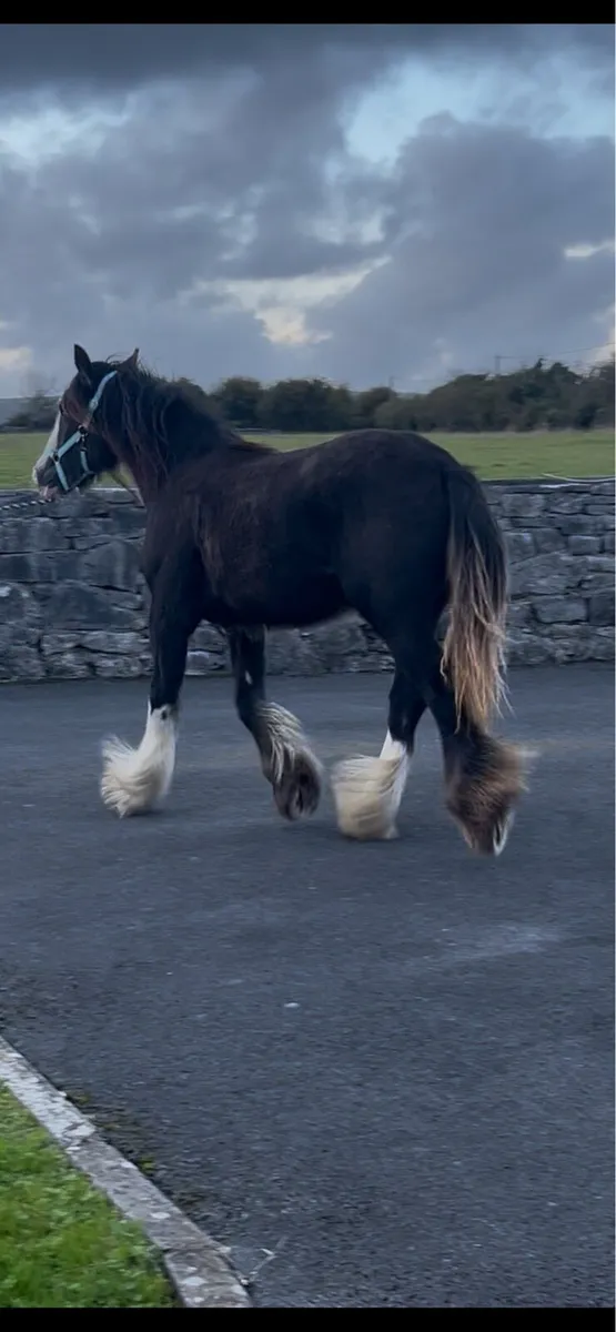 Heavy cob filly to make 15.3 - Image 1