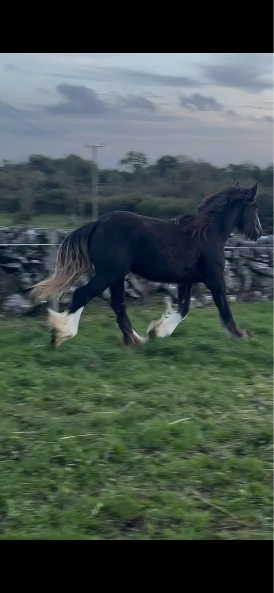 Heavy cob filly to make 15.3 - Image 2