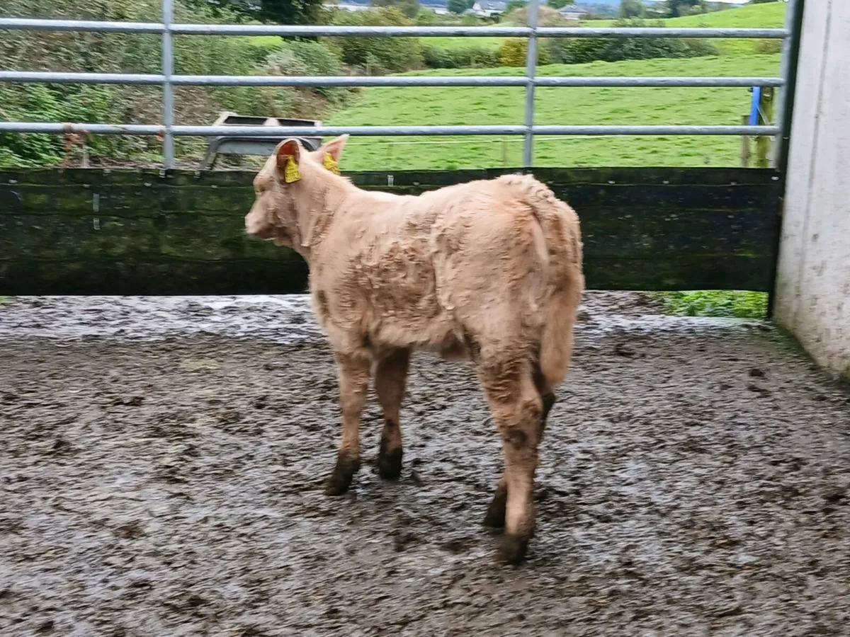 SUPER U GRADE CH HEIFER CALF OUT OF A SUPER COW - Image 2