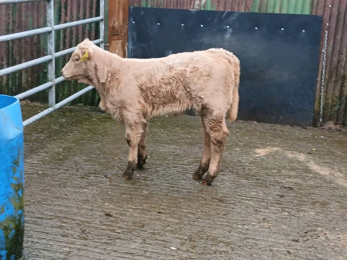 SUPER U GRADE CH HEIFER CALF OUT OF A SUPER COW - Image 1