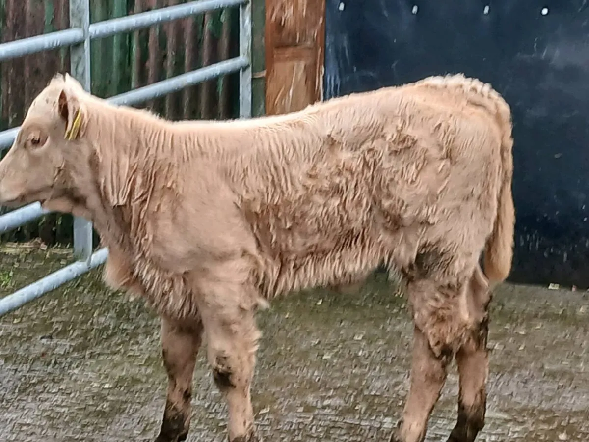 SUPER U GRADE CH HEIFER CALF OUT OF A SUPER COW - Image 3