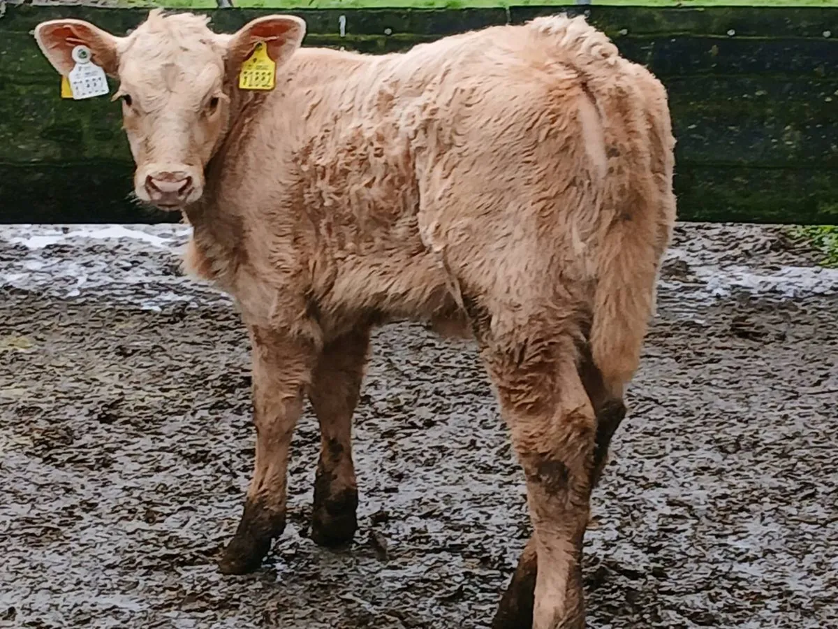 SUPER U GRADE CH HEIFER CALF OUT OF A SUPER COW - Image 4