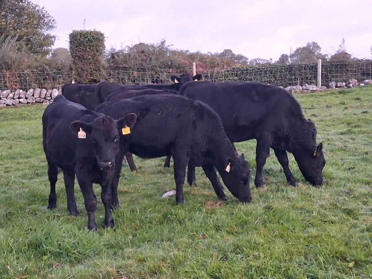 13 ABERDEEN ANGUS HEIFER WEANLINGS - Image 1