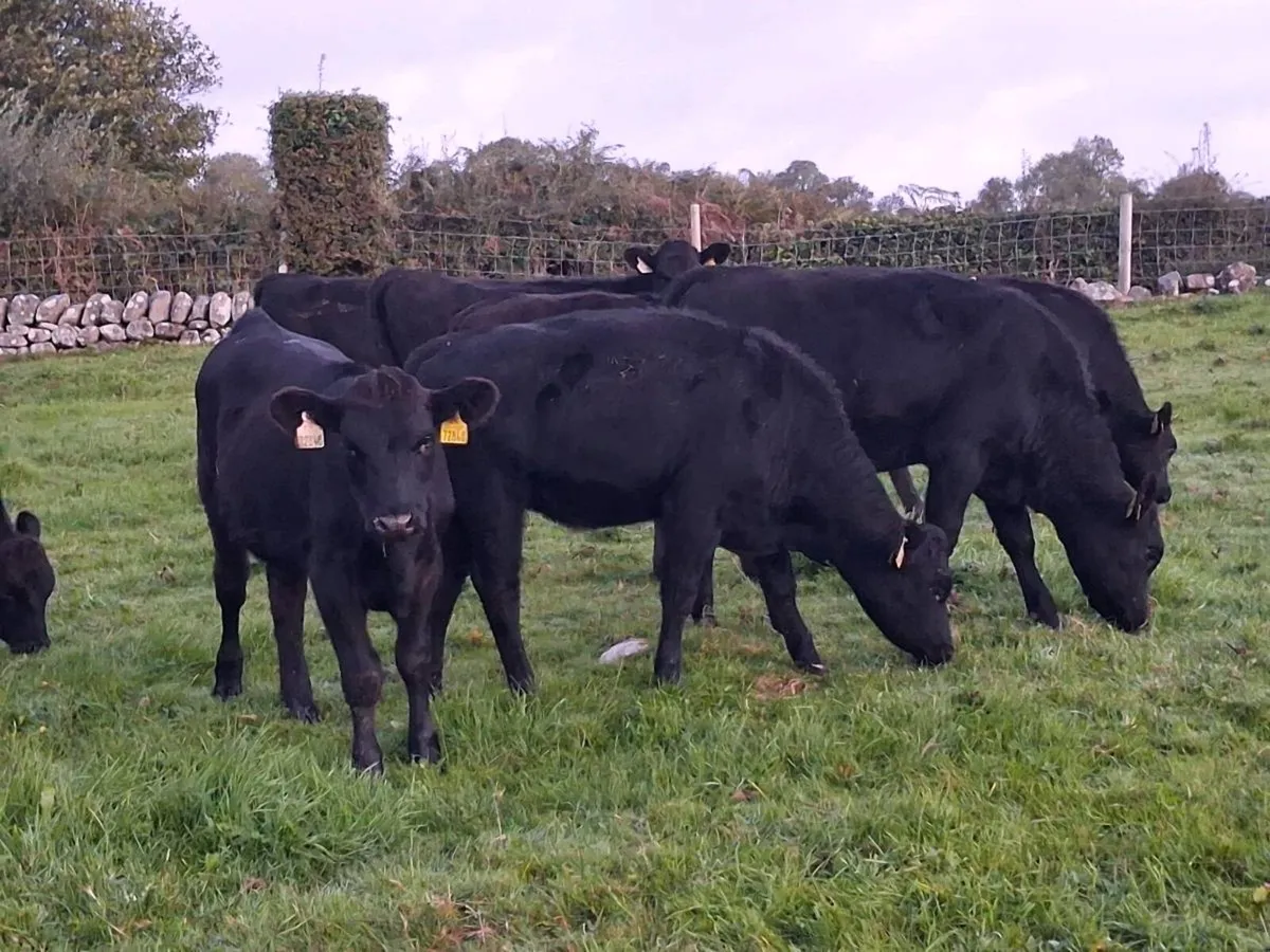 13 ABERDEEN ANGUS HEIFER WEANLINGS - Image 2