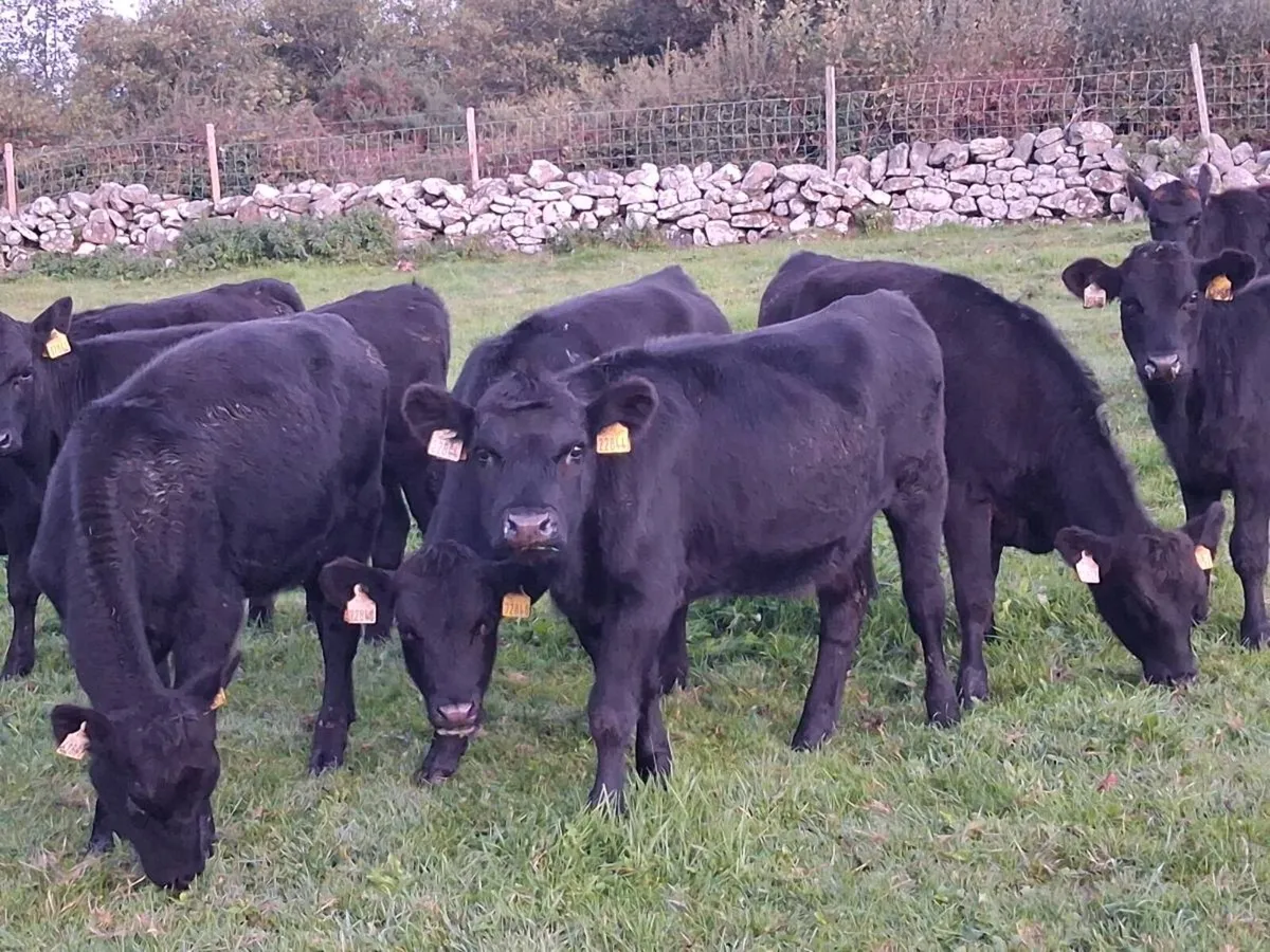 13 ABERDEEN ANGUS HEIFER WEANLINGS - Image 3