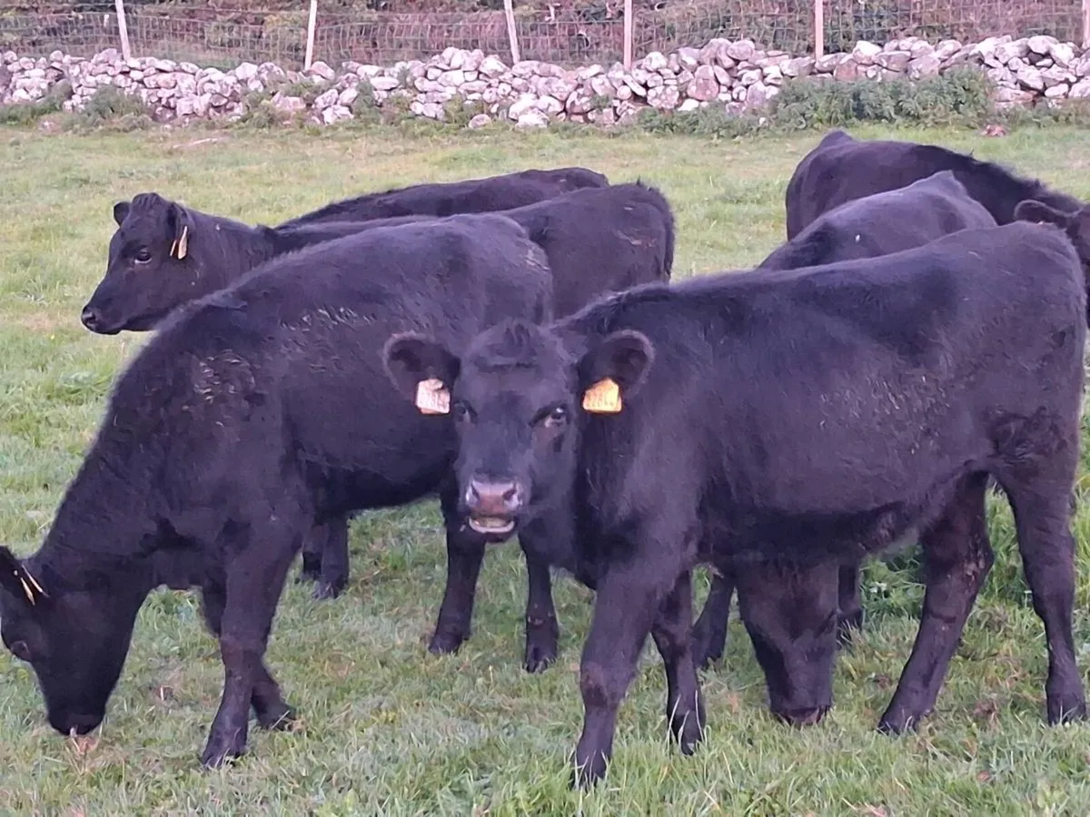 13 ABERDEEN ANGUS HEIFER WEANLINGS - Image 4