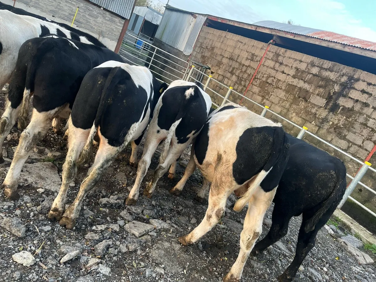 9 bullocks - Image 2