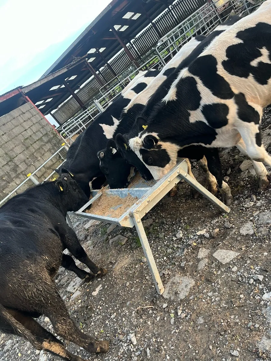 9 bullocks - Image 3