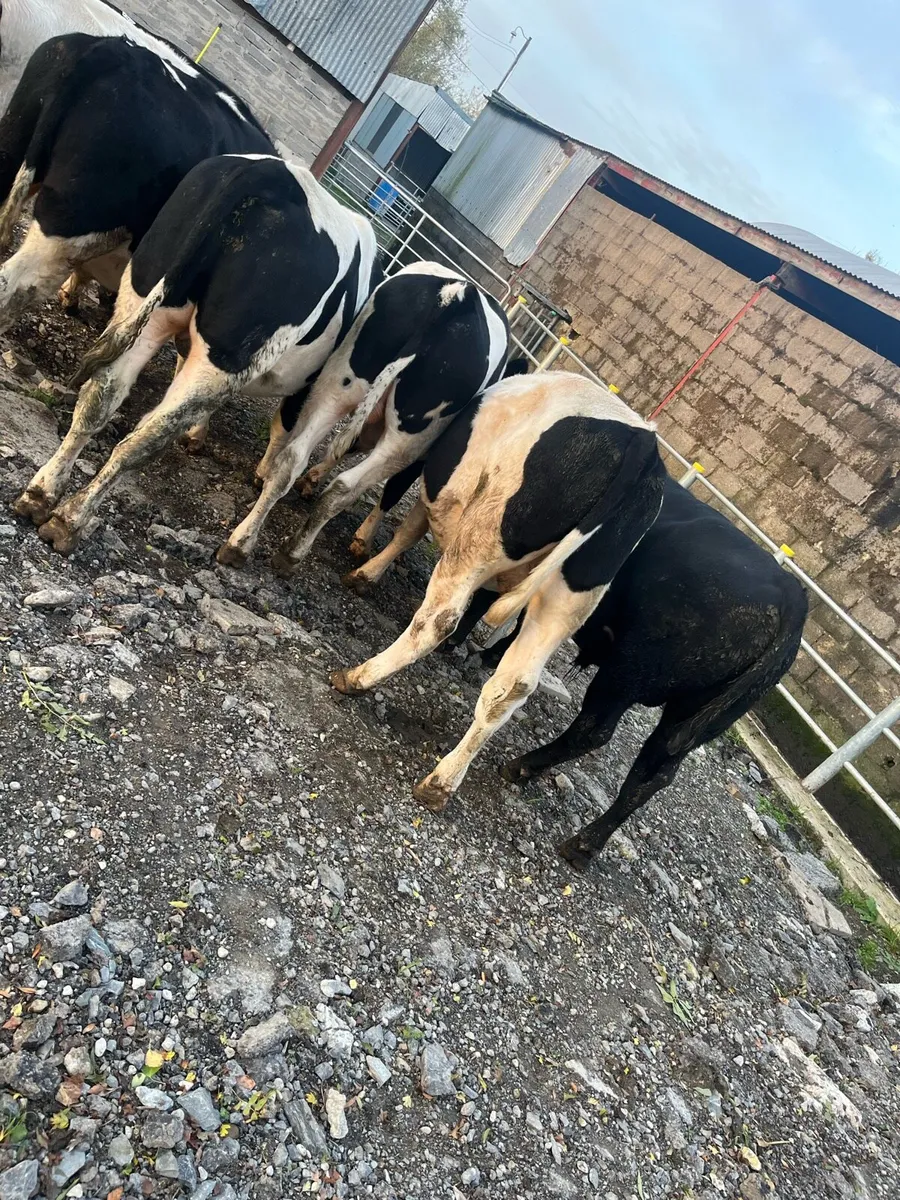 9 bullocks - Image 4