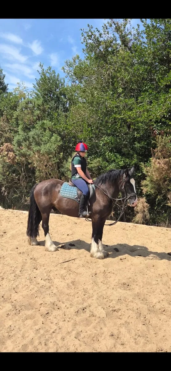 4 year old black gelding - Image 2
