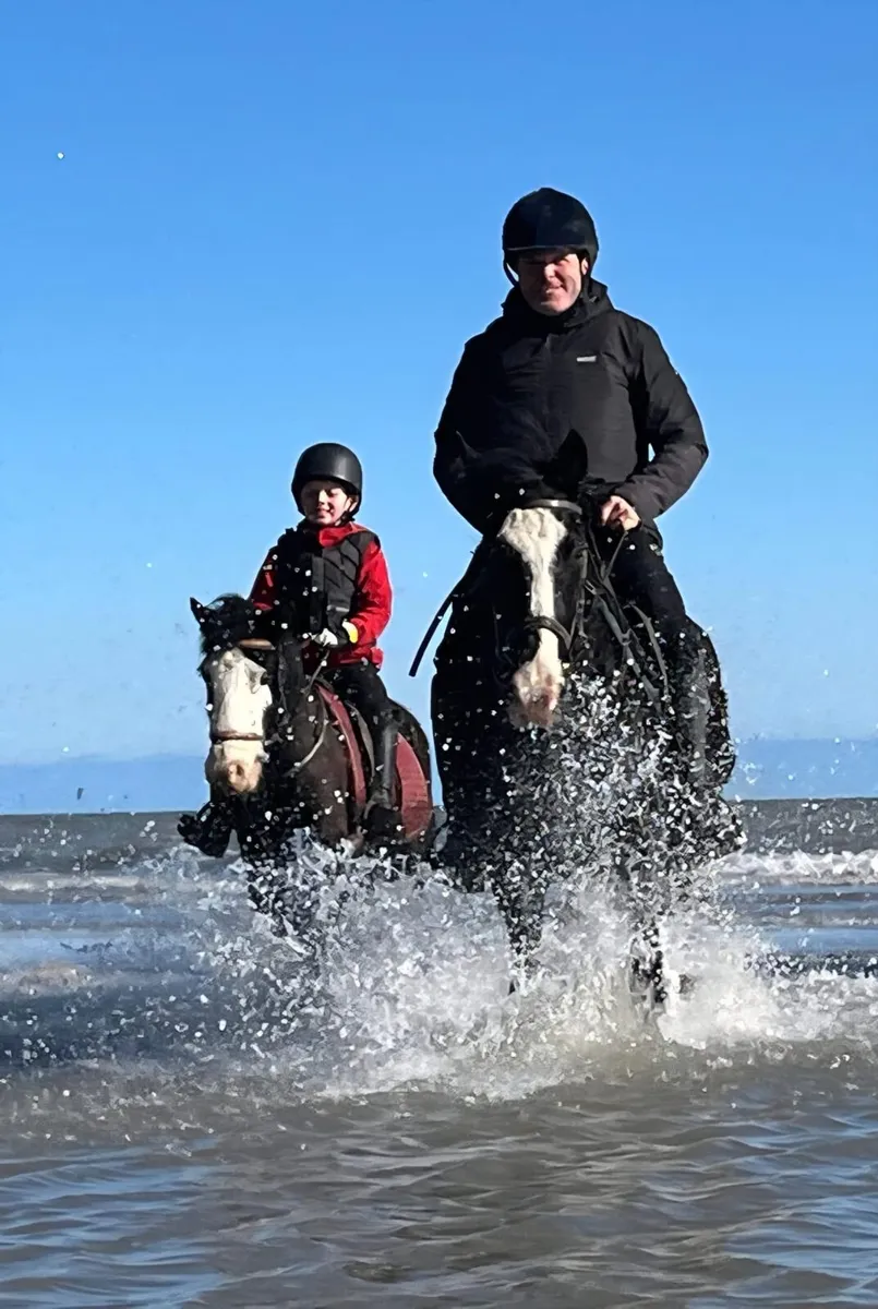 4 year old black gelding - Image 1