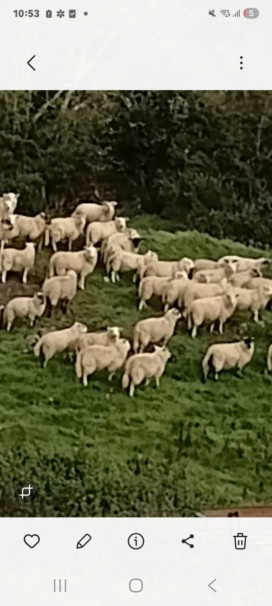 Lambs - Image 1