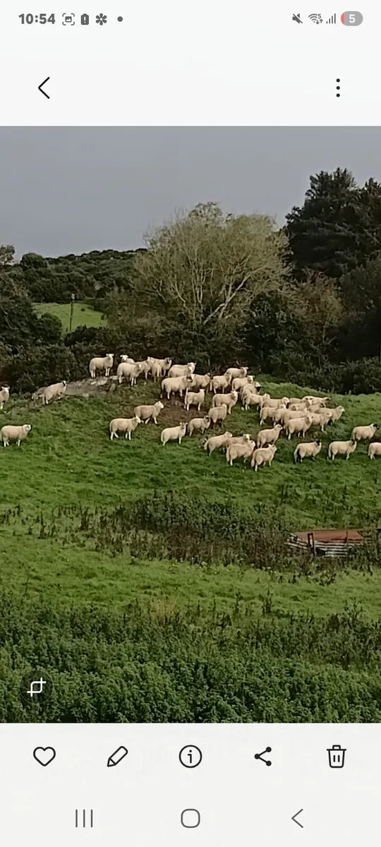 Lambs - Image 2