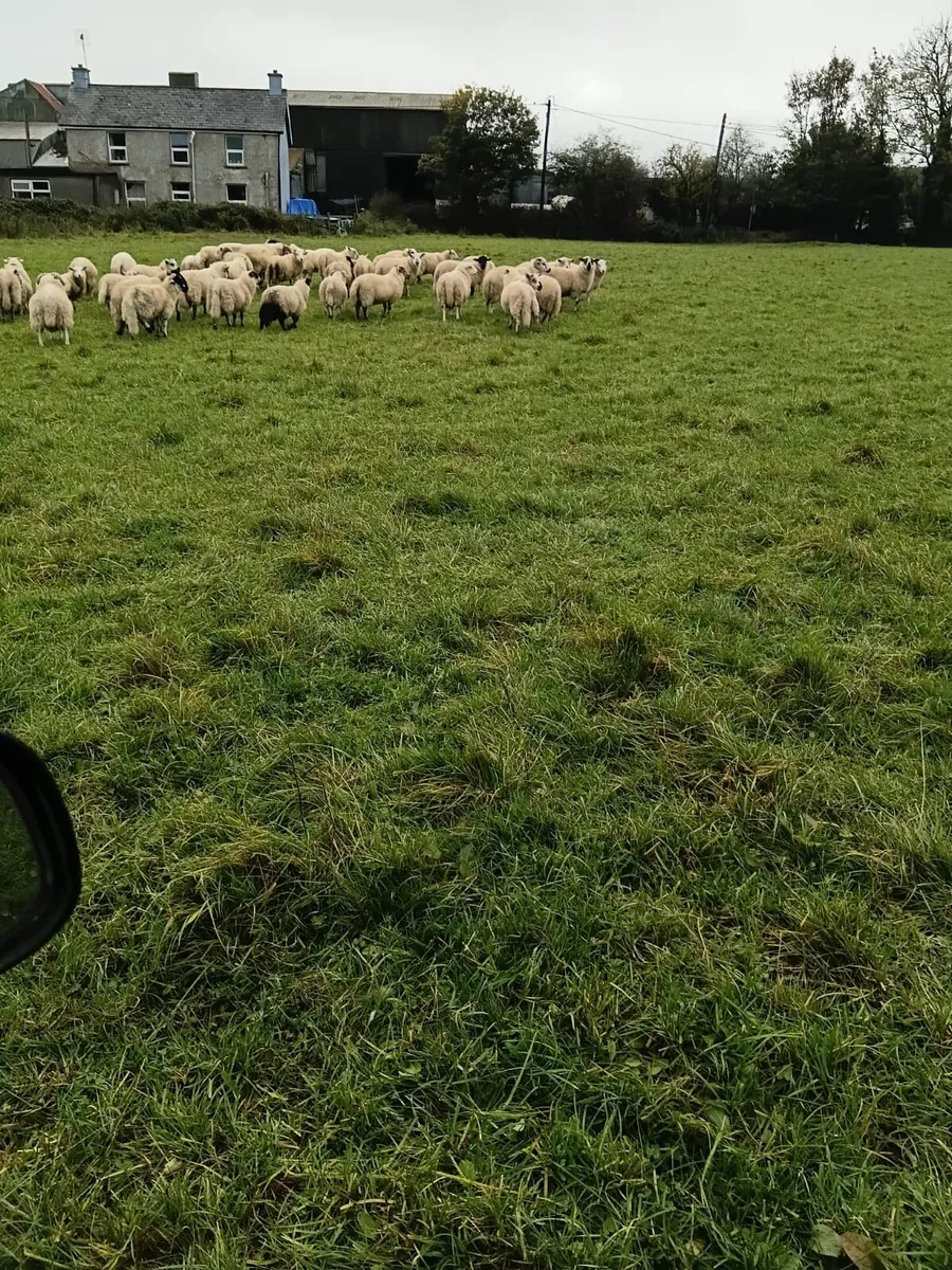 Lambs - Image 3