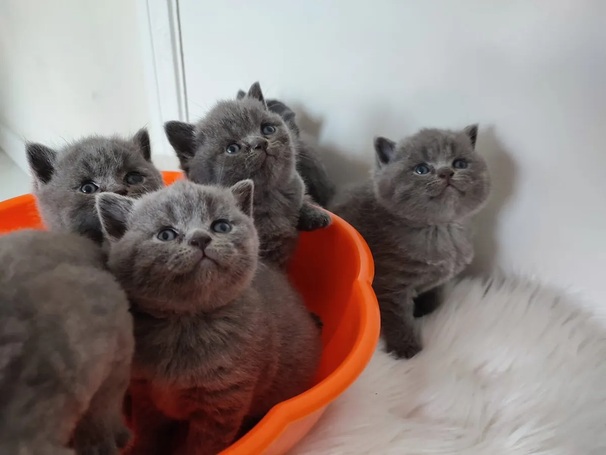 Amazing Purebred British Shorthair kittens - Image 4