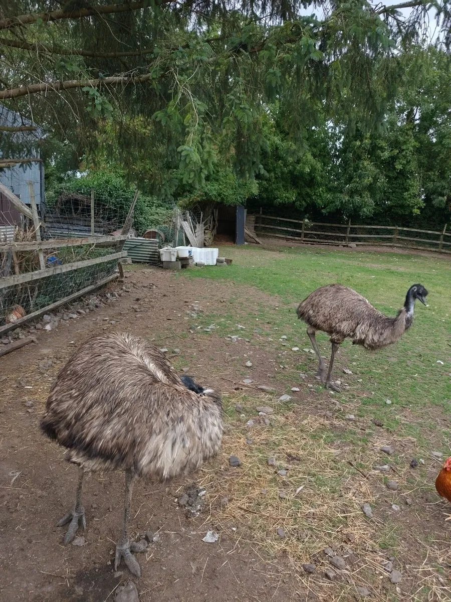 Emu's