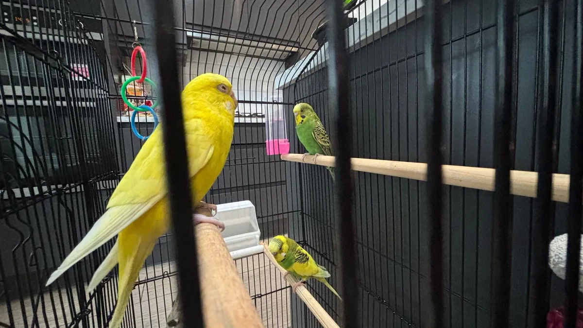 Australian budgies - Image 2