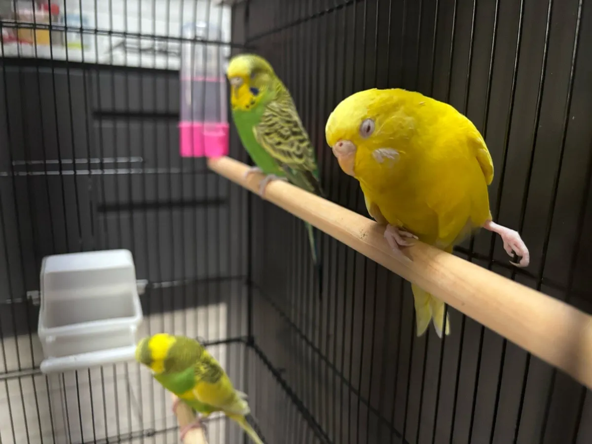 Australian budgies - Image 3