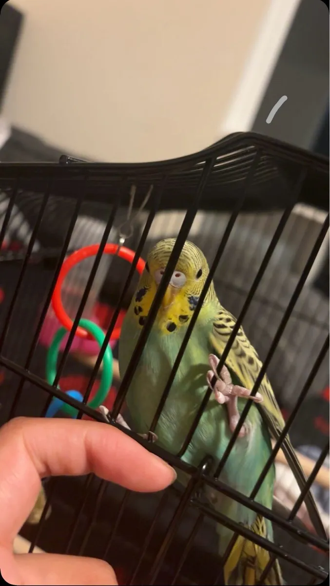 Australian budgies - Image 1