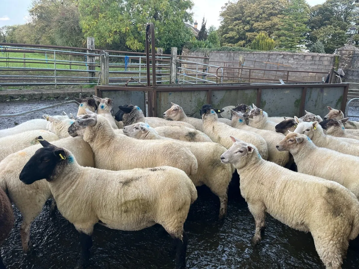 Hogget ewes 40 - Image 2