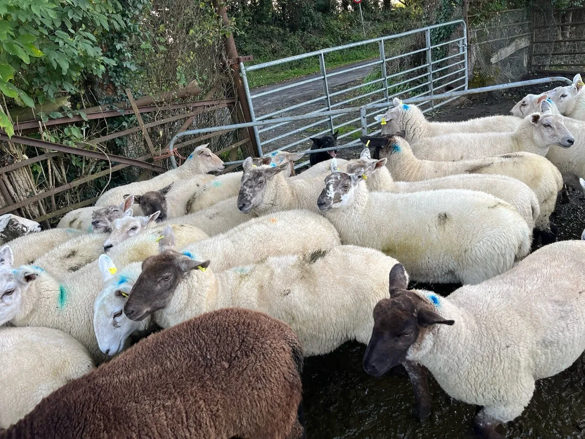 Hogget ewes 40 - Image 3