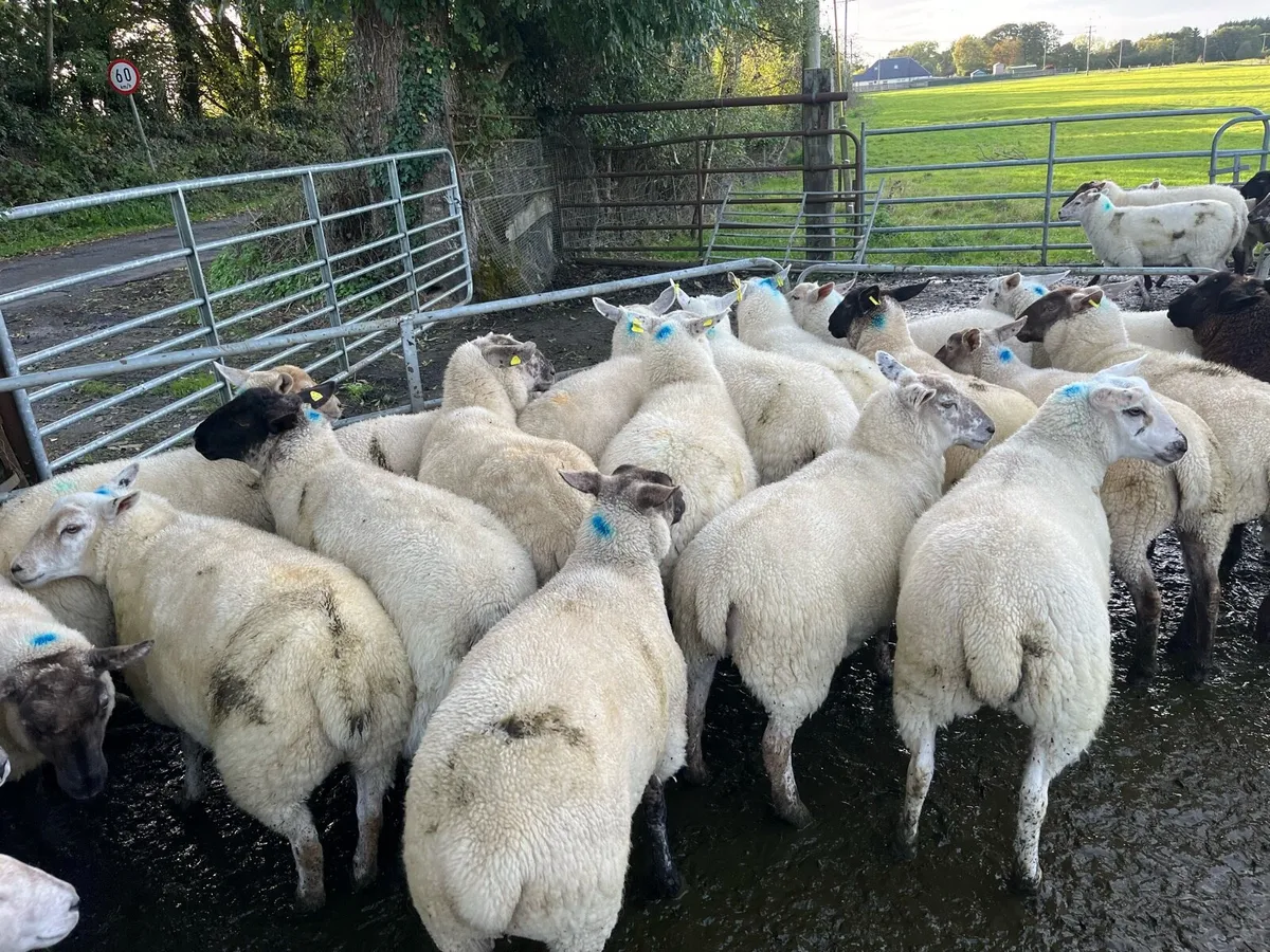 Hogget ewes 40 - Image 4