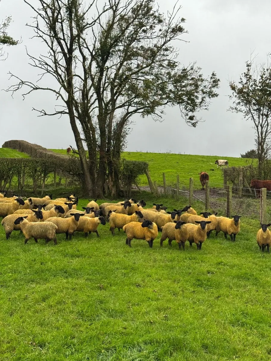 Suffolk Mule ewe lambs - Image 2