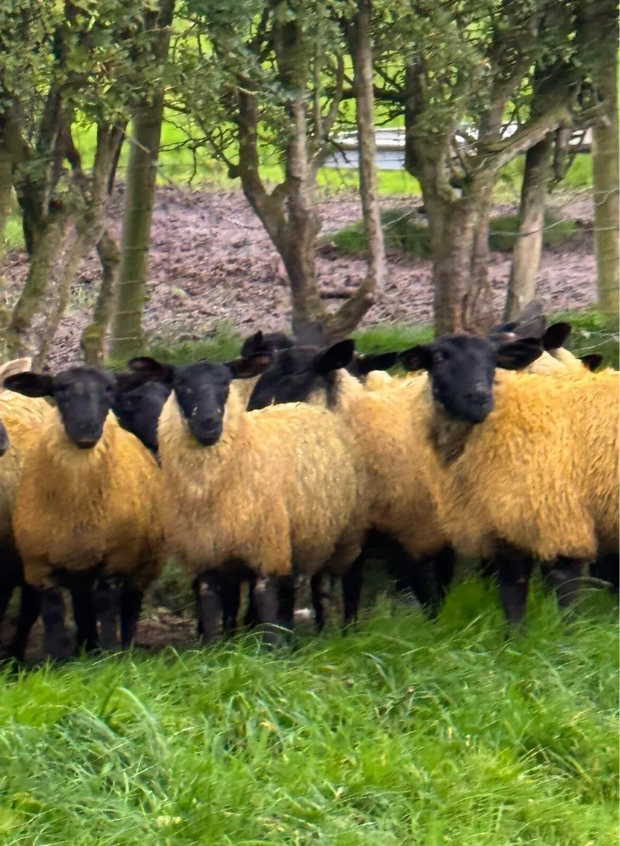 Suffolk Mule ewe lambs - Image 3