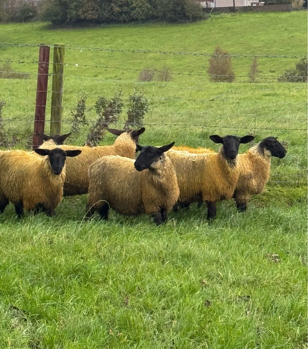 Suffolk Mule ewe lambs - Image 4