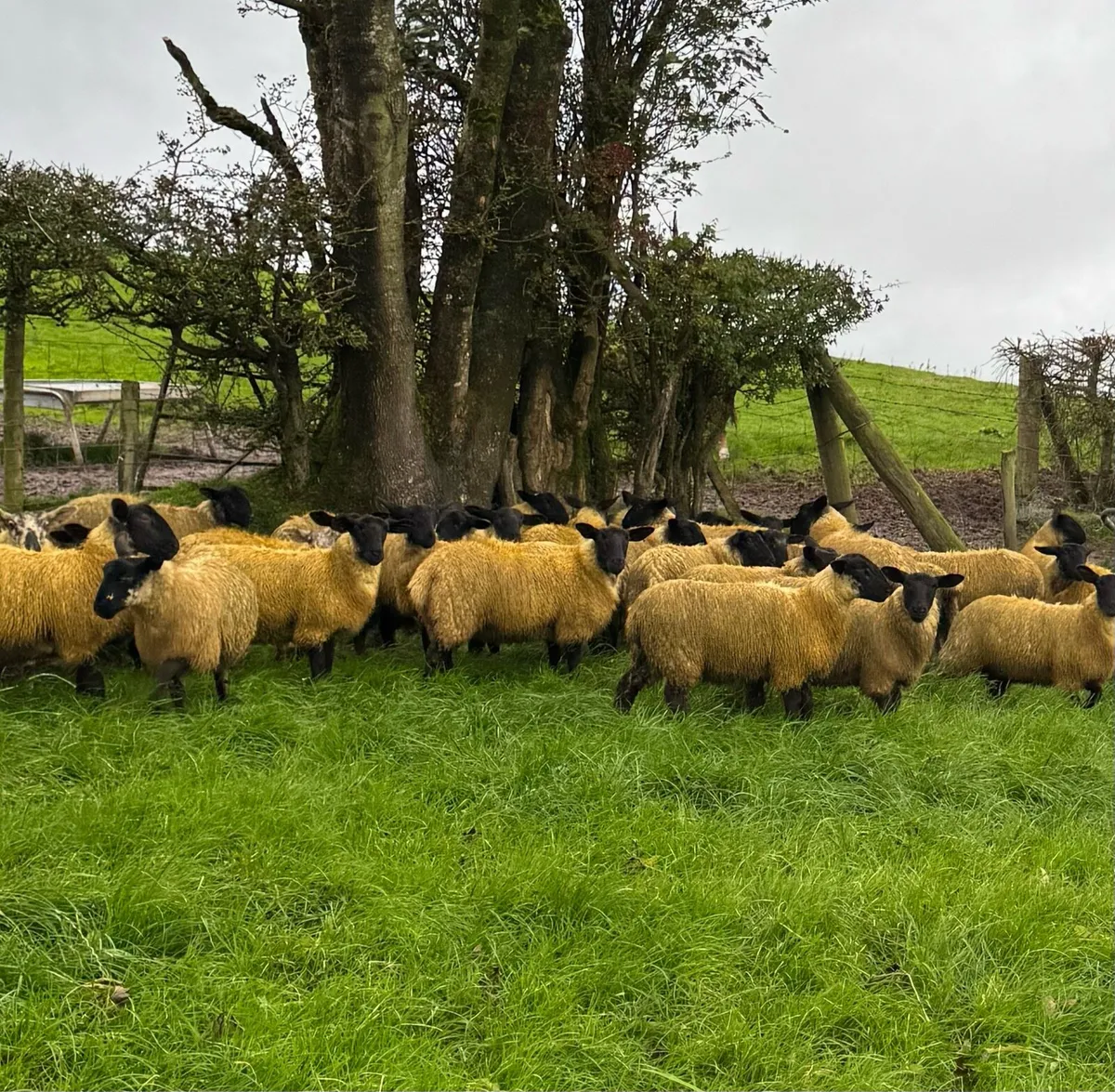 Suffolk Mule ewe lambs - Image 1