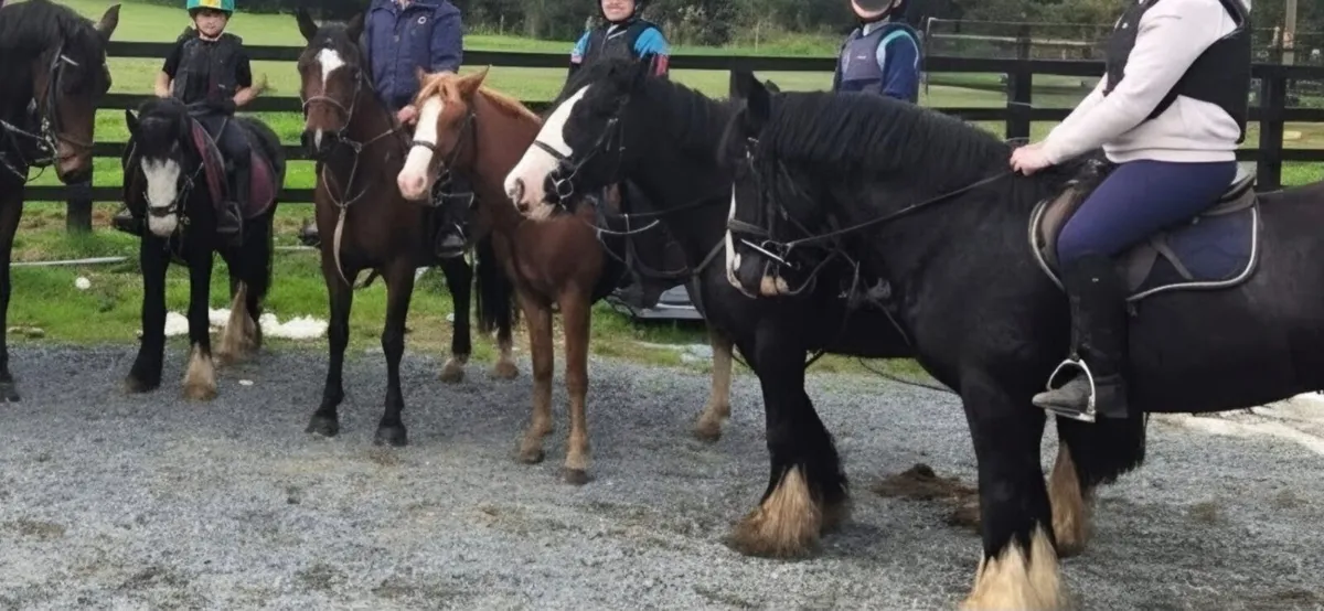 4 year old black gelding - Image 3