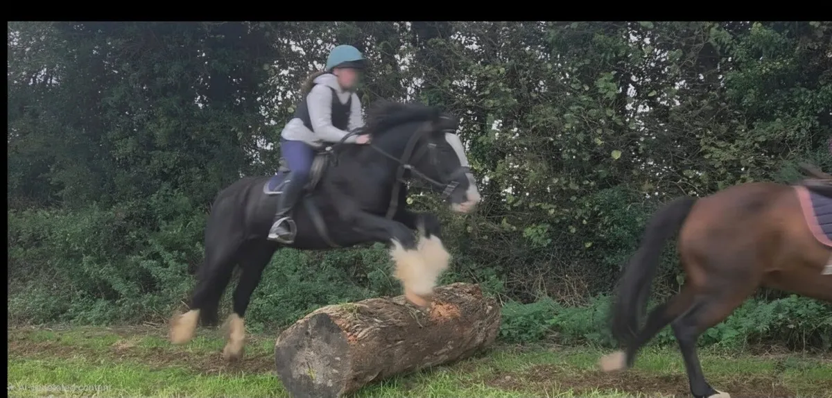 4 year old black gelding - Image 4